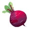 Fresh organic radish, healthy vegetarian diet