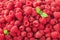 Fresh organic raspberries with mint leaves. Fruit background with copy space. Sunny summer and berries harvest concept