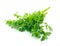 Fresh organic raw coriander leaf