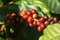 Fresh organic red raw and ripe coffee cherry beans on tree.