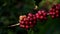 Fresh organic red raw and ripe coffee cherry beans on tree swaying in wind close up.