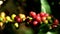 Fresh organic red raw and ripe coffee cherry beans on tree swaying in wind close up.