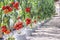 Fresh organic red tomatoes hang on tree growing in greenhouses vegetable farm garden indoor background