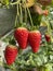 Fresh organic ripe strawberries growing on strawberry farm in greenhouse. A modern method of vertical growing in agriculture from