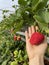 Fresh organic ripe strawberries growing on strawberry farm in greenhouse. A modern method of vertical growing in agriculture from