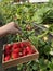 Fresh organic ripe strawberries growing on strawberry farm in greenhouse. A modern method of vertical growing in agriculture from