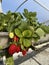 Fresh organic ripe strawberries growing on strawberry farm in greenhouse. A modern method of vertical growing in agriculture from