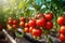 Fresh organic ripe tomatoes branch growing in greenhouse, digital ai