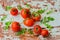 Fresh organic ripe tomatoes with water drops, basil leaves on light wooden old shabby vintage table with cracked