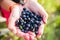 Fresh organic ripe wild blueberries in human hands. Healthy antioxidant food