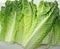 Fresh Organic Romaine Lettuce Leaves on cutting board