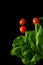 Fresh Organic Spinach with Cherry Tomatoes - cover photos with black background