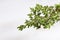 Fresh and organic thyme branches - Thymus