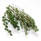 Fresh organic thyme herb isolated