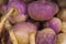 Fresh Organic Turnips make Vibrant Colors in Vancouvers Grandville Island Market