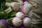 Fresh organic turnips in a marketplace