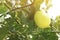 Fresh Organic Variegated Lemon Fruit on Its Tree