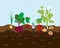 Fresh organic vegetable garden. Set vegetables plant growing underground carrot, onion, garlic, radish, beet, potato. Vector