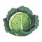 Fresh organic vegetable kale