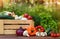 Fresh organic vegetables in a wooden box and on a wooden table on the background of a vegetable garden.Concept of biological, bio