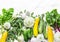 Fresh organic vegetables - zucchini, squash, cucumbers, broccoli, onions, garlic, chard, green peas on a light background, top vie