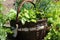 Fresh organic vegetalbles-lettuce,leek, dill,beetroot in a basket placed near a vegetable patch