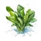 Fresh Organic Water Spinach Vegetable Square Background.