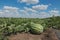 Fresh organic watermelon fruit plant in field