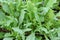 Fresh organic Wild Rocket Salad