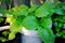 Fresh organic young green lettuce growing in white bag. Small vegetable garden at home.