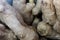 fresh and organically grown ginger rhizomes