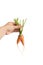 Fresh organics carrots in hand
