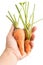 Fresh organics carrots in hand