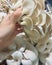 Fresh oyster mushroom in hand