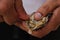 Fresh oyster shucking with bare hands, live shellfish