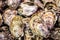 Fresh oysters in bulk at the fish shop for holidays