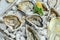 Fresh oysters on ice with lemon. Healthy food, gourmet food. Oyster dinner in restaurant