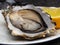 Fresh Oysters in plate, lemon, shells on marble. Delicacy super food, rich in antioxidants, vitamin, zinc