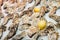 Fresh oysters seafood on a ice stall in fishmarket