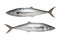 Fresh Pacific king mackerels or Scomberomorus fish isolated on w