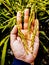 Fresh paddy grain on hand palm flatlay view