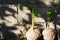 Fresh palm tree sapling in old coconut. Coco nut seed. Tropical coco palm growing from seed.