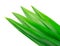 Fresh Pandan leaves on white background