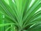 Fresh Pandan or Pandanus Green Leaf