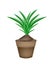 Fresh Pandan Plant in Ceramic Flower Pots