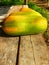 fresh papaya fruit that is picked directly from the papaya tree plantations