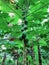 Fresh papaya garden with green leaves. Many papaya in the garden.