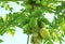 Fresh papayas on tree