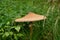 Fresh Parasol Mushroom