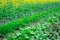 Fresh  parsley,carrots,beetroots and dill  on ground close-up in garden